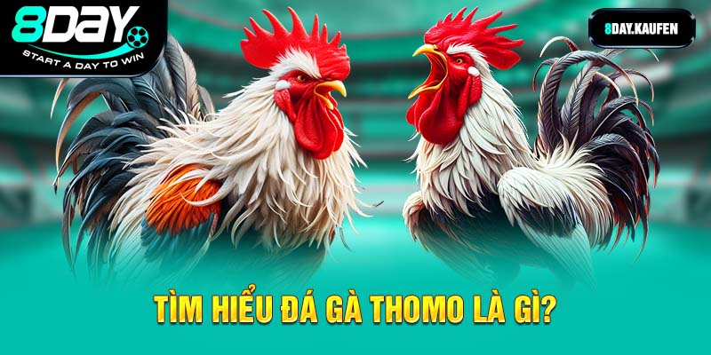 Tìm hiểu đá gà thomo là gì?